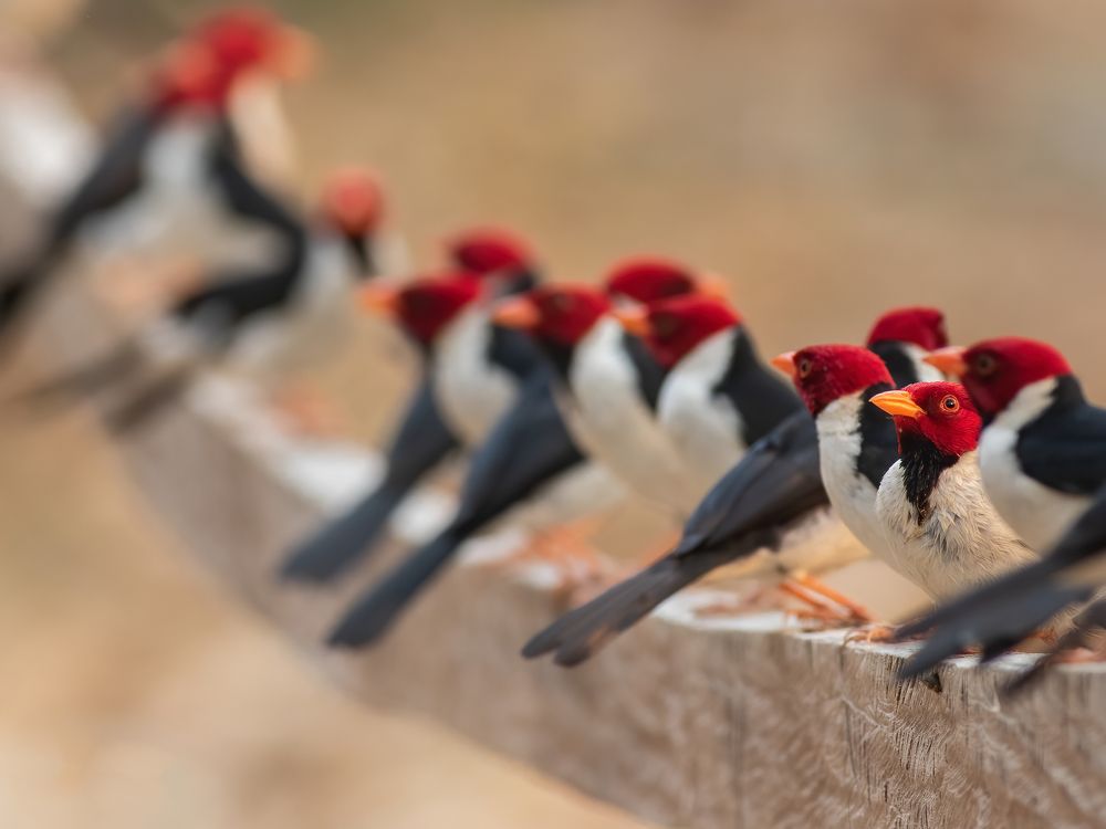 Photograph by Valdir Hobus