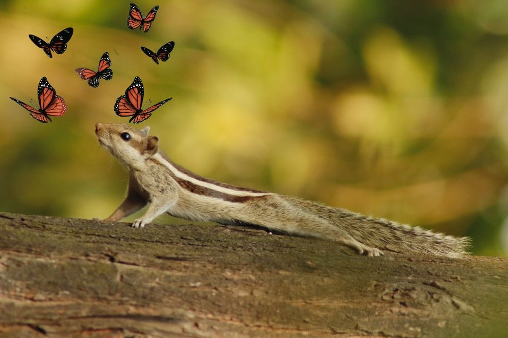 Фотография автора Washiful Majid