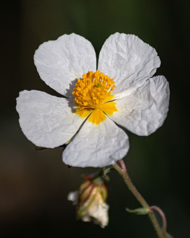 Photograph by Bachir Rabouh