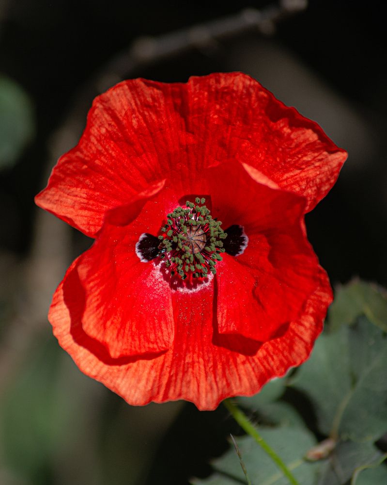 Photograph by Bachir Rabouh