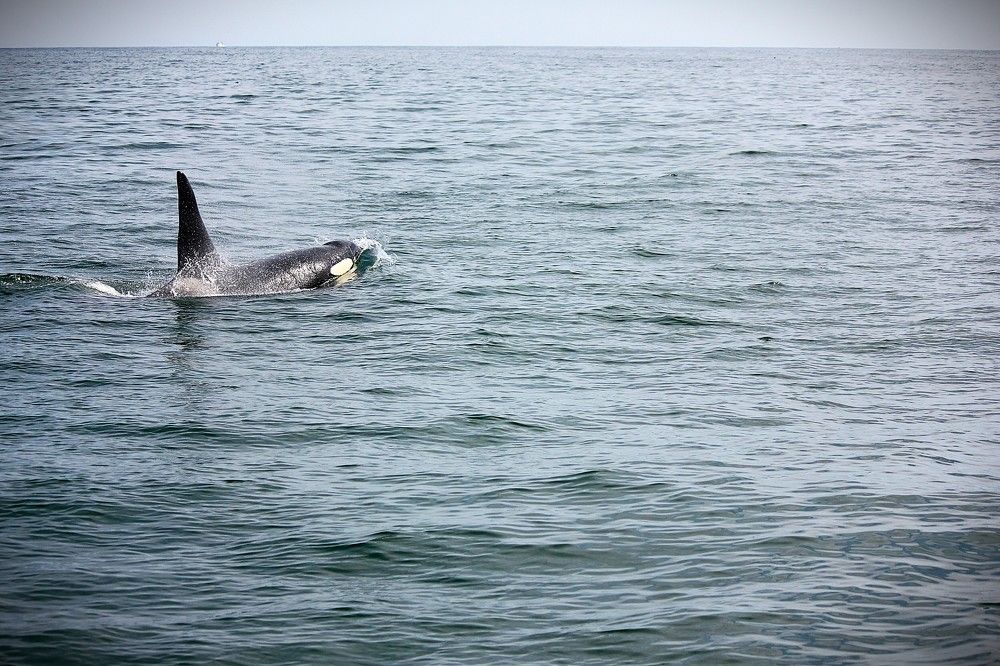 Фотография автора Вячеслав