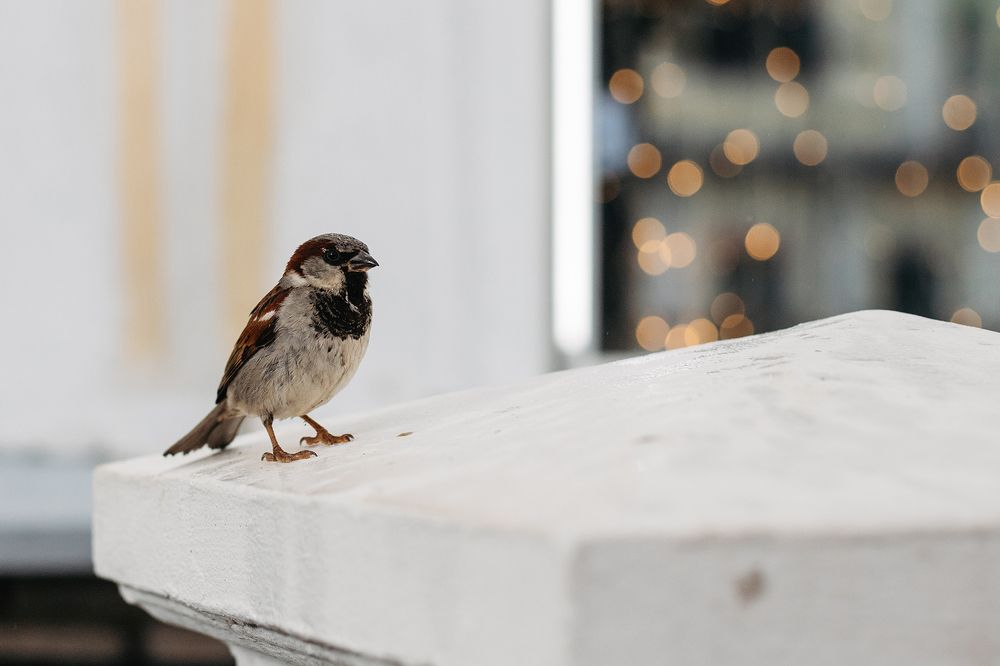 Фотография автора Дарина Фельдман