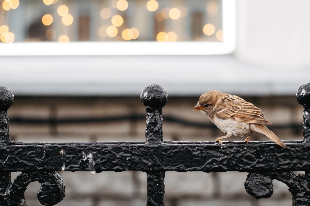 Фотография автора Дарина Фельдман