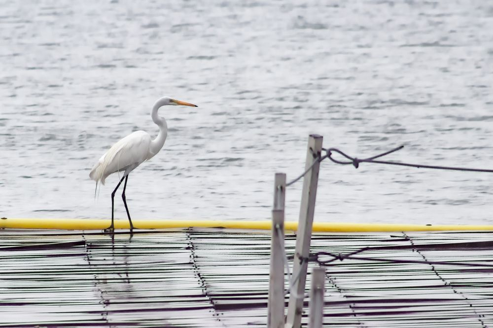 Garza en el Muelle del Dique Celestino Gelsi