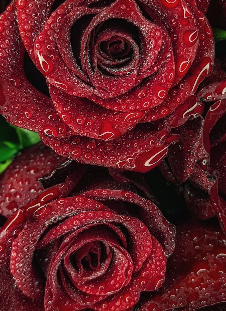 Photograph by Эльвира Куликова