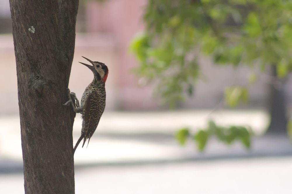 Photograph by Guillermo Topp