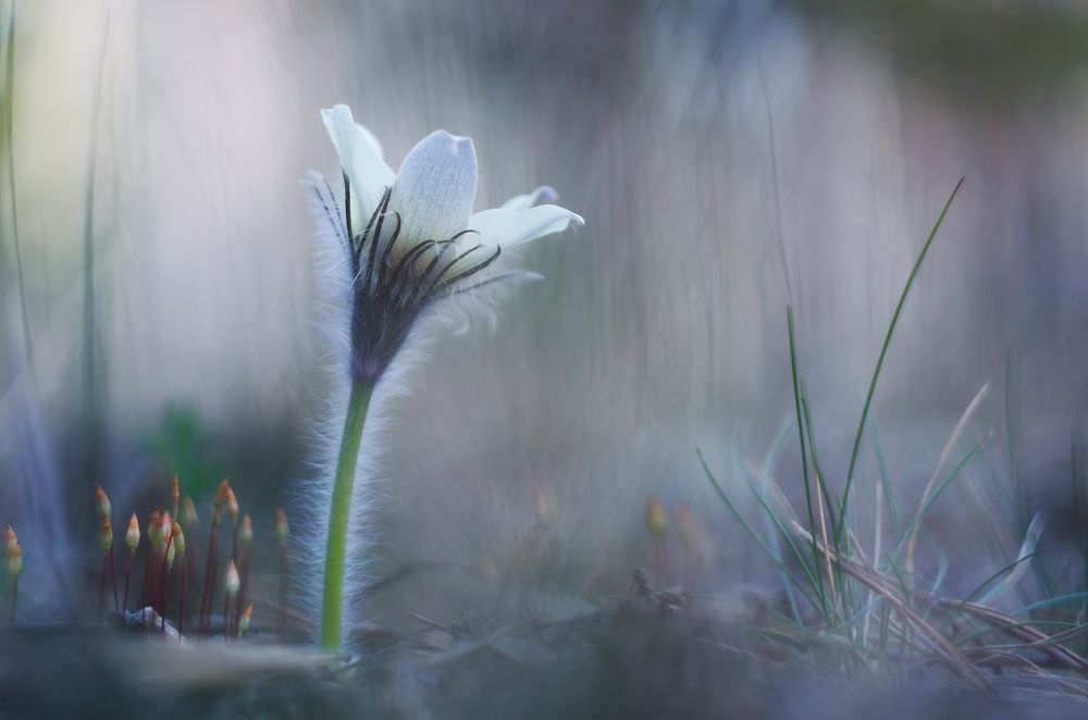 Photograph by Илья Толстоноженко