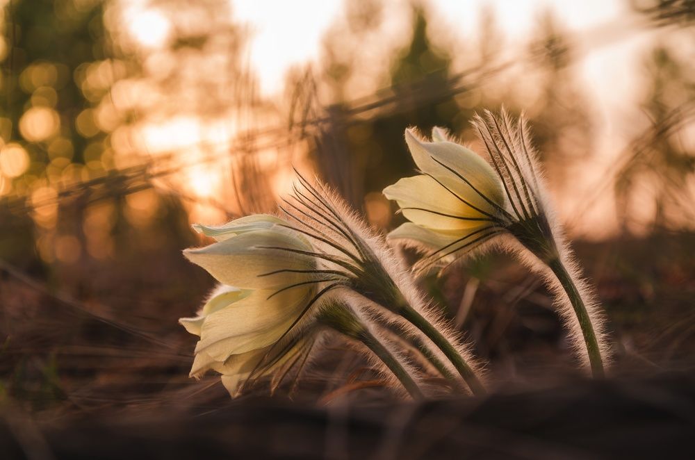 Photograph by Илья Толстоноженко