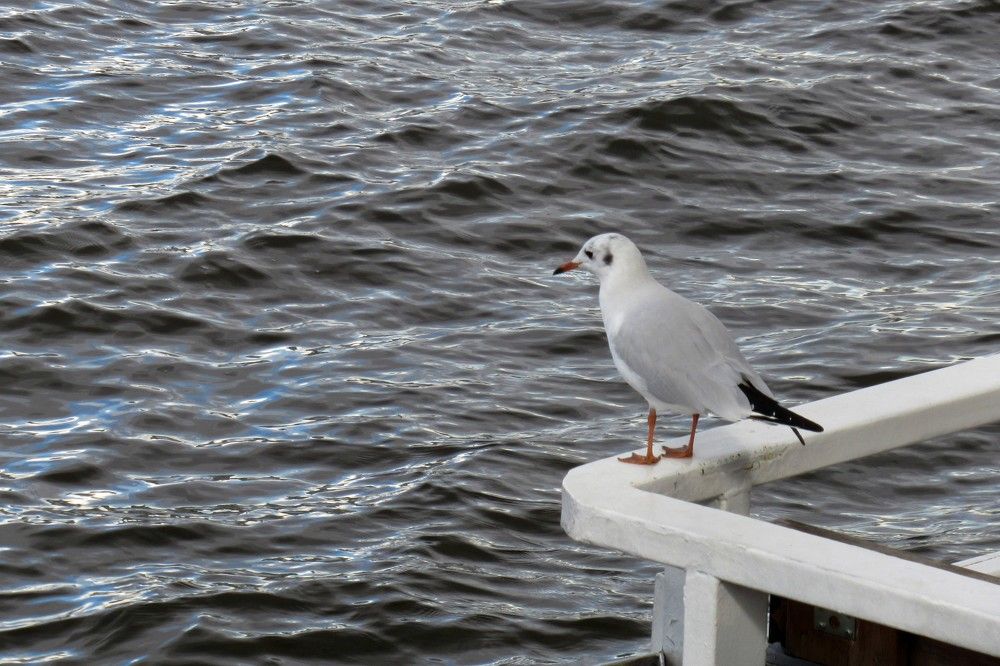 Photograph by Ольга Березовская