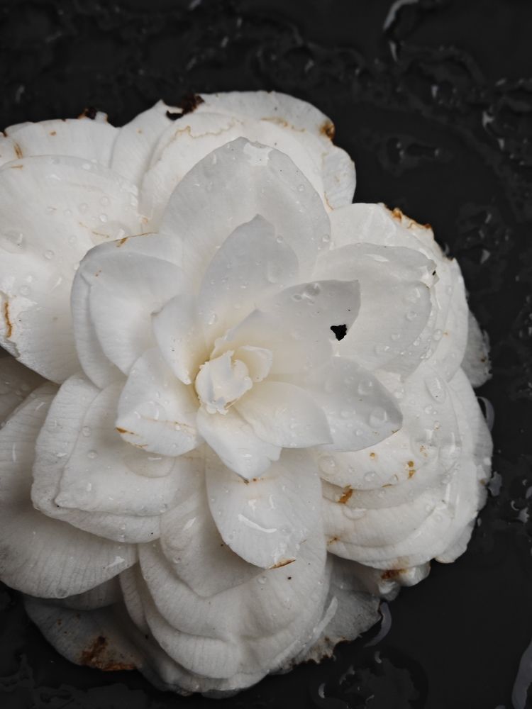 Photograph by Александра Шилова