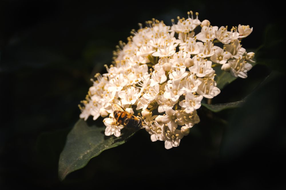 Photograph by Ángel Esteban