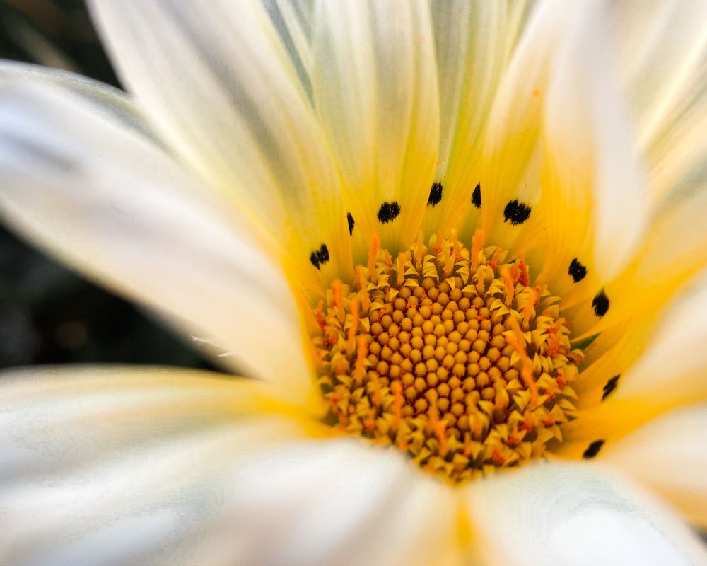 Photograph by Ángel Esteban