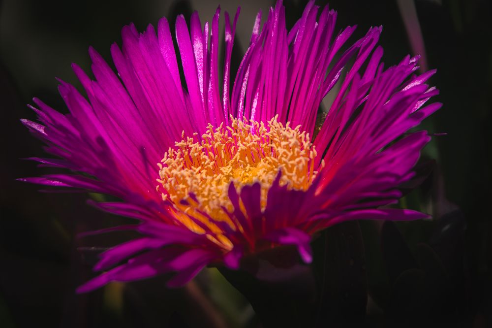 Photograph by Ángel Esteban