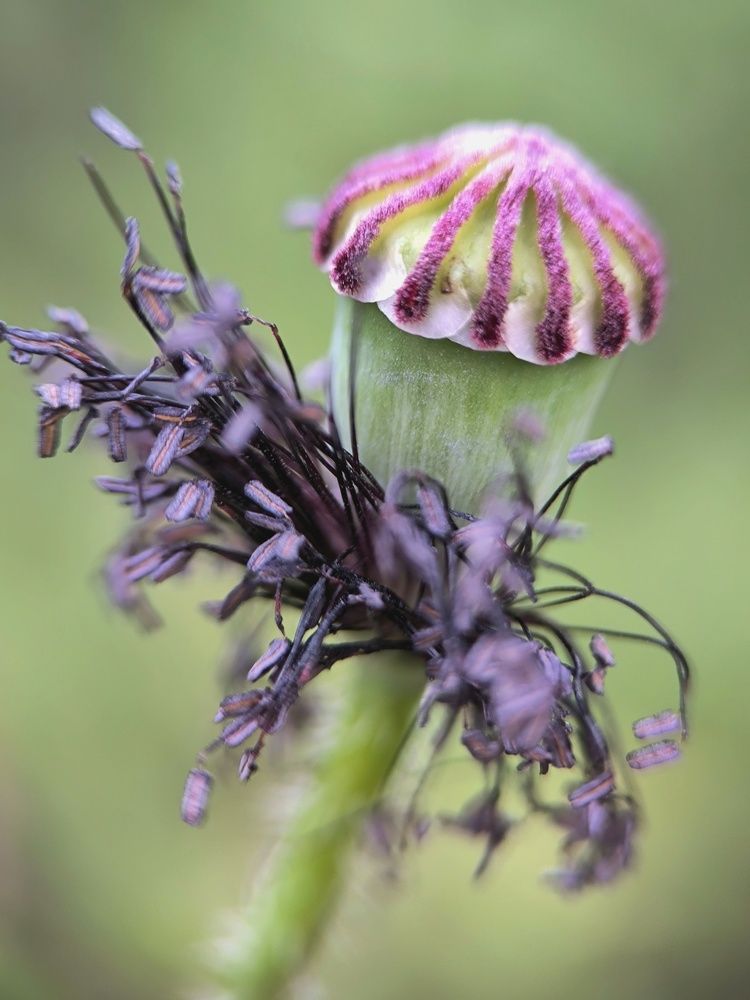 Фотография автора Екатерина Солодовник