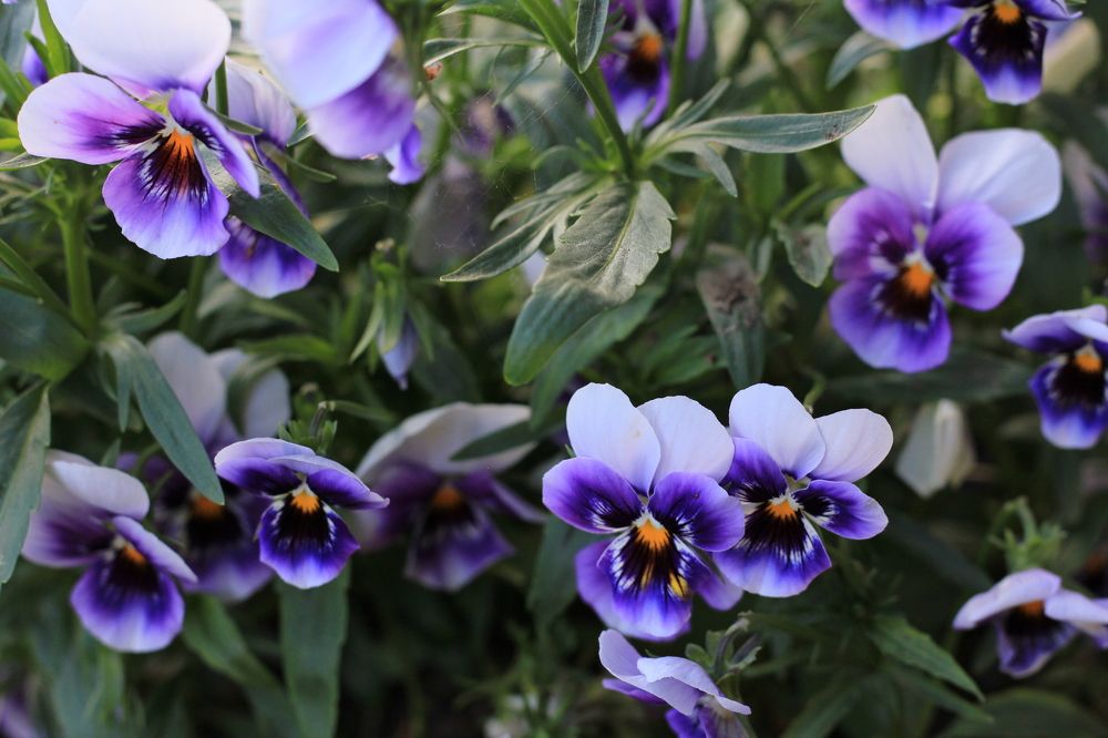 Фотография автора Вячеслав