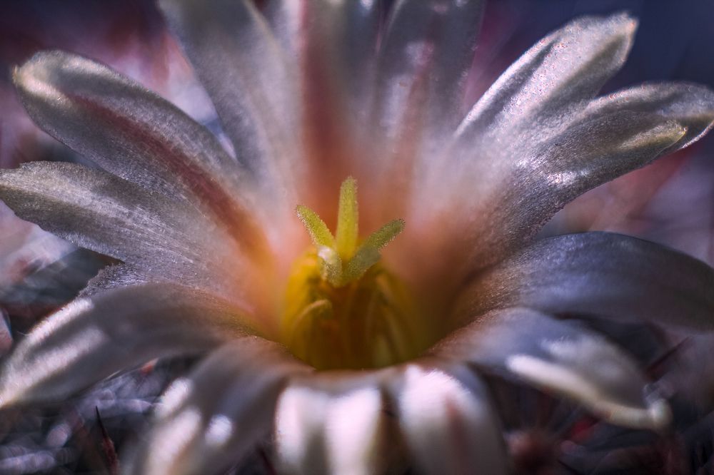 Photograph by Ирина Шибитова