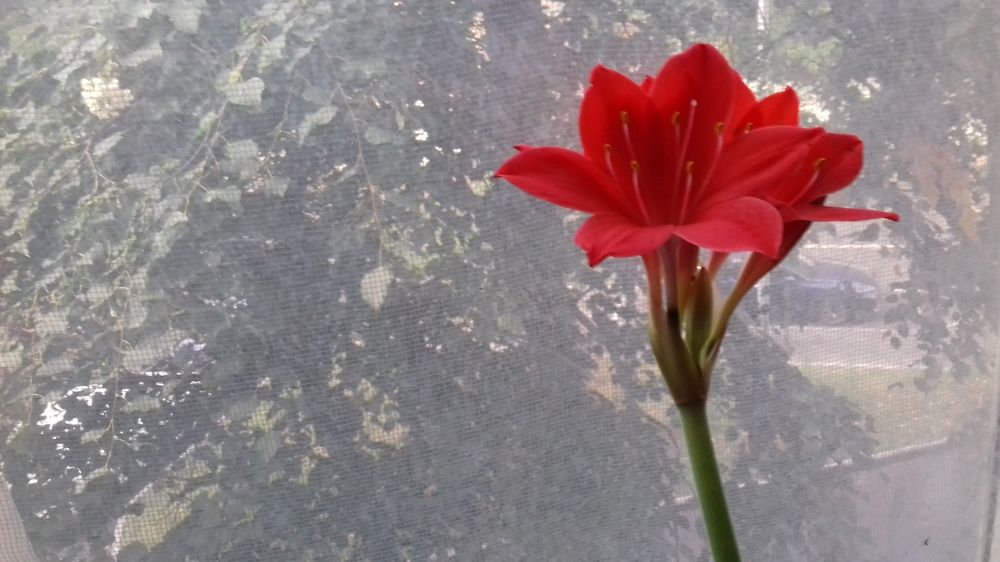 Photograph by Галина Петрушенко