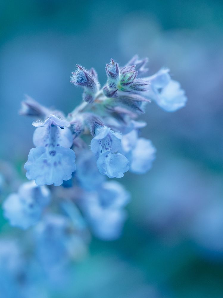 Photograph by Ирина Протченко