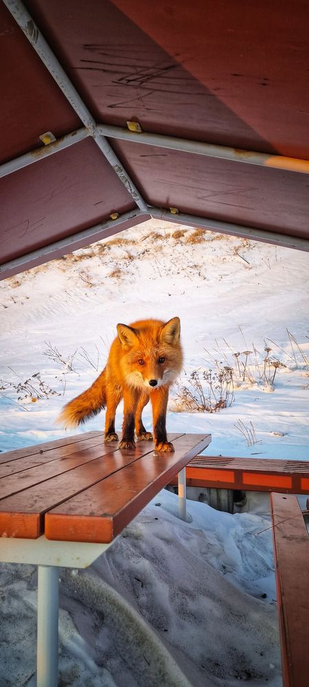 Ужин будет?