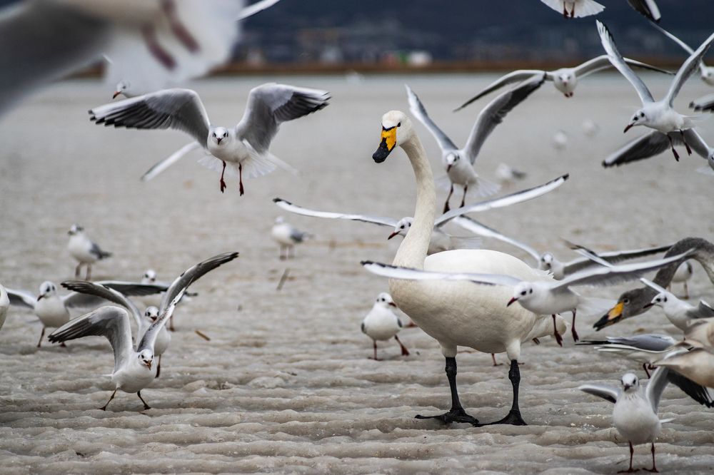 Лебедь и чайки