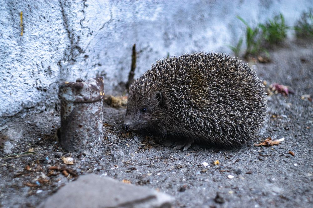 Ёжик у порога