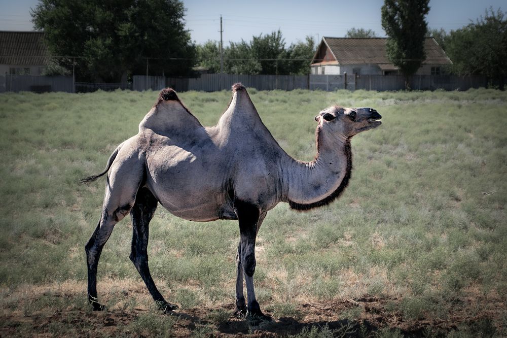 Photograph by Альфия Агзами