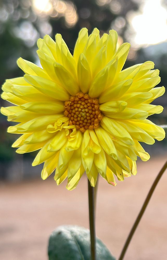 Photograph by Ma Leonor B Gonzales