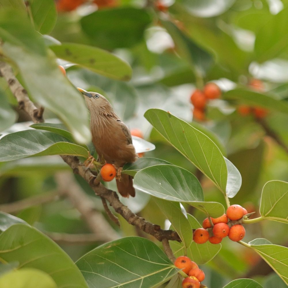 Фотография автора Washiful Majid