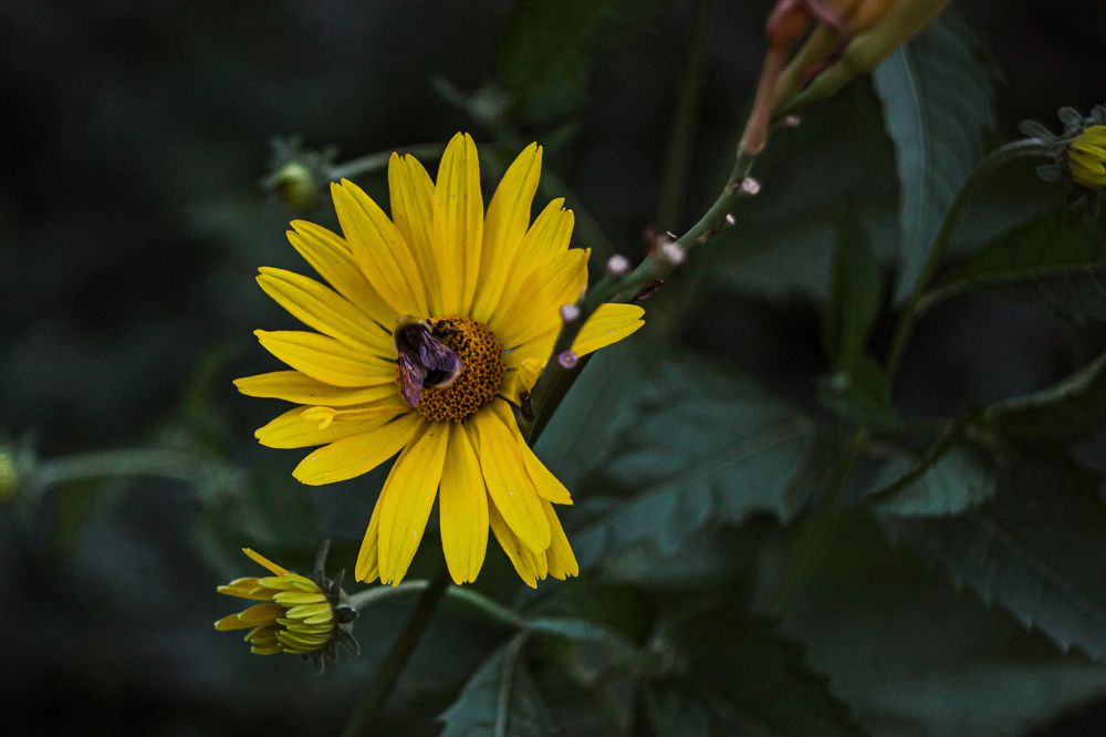 Photograph by Максим Шориков