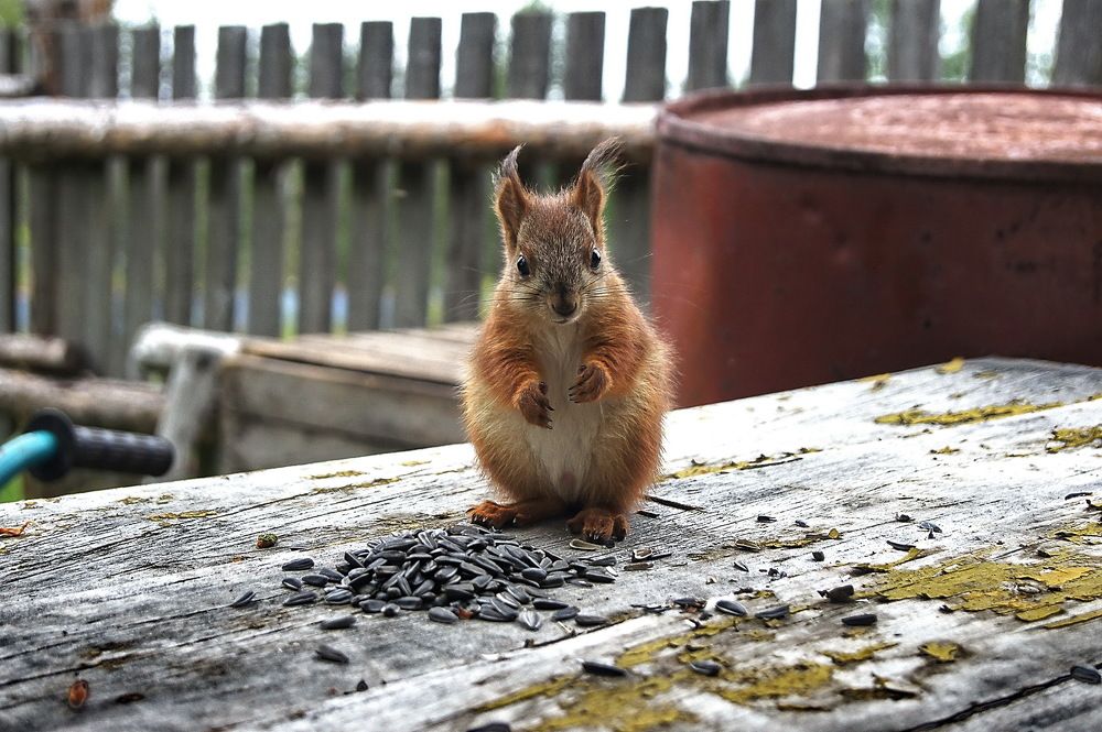 Фотография автора Ирина Кухарчук