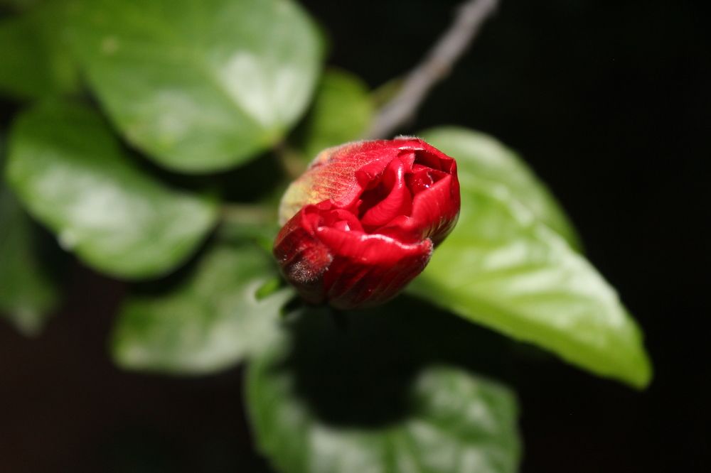 Photograph by Uthayakumar Niruthigan