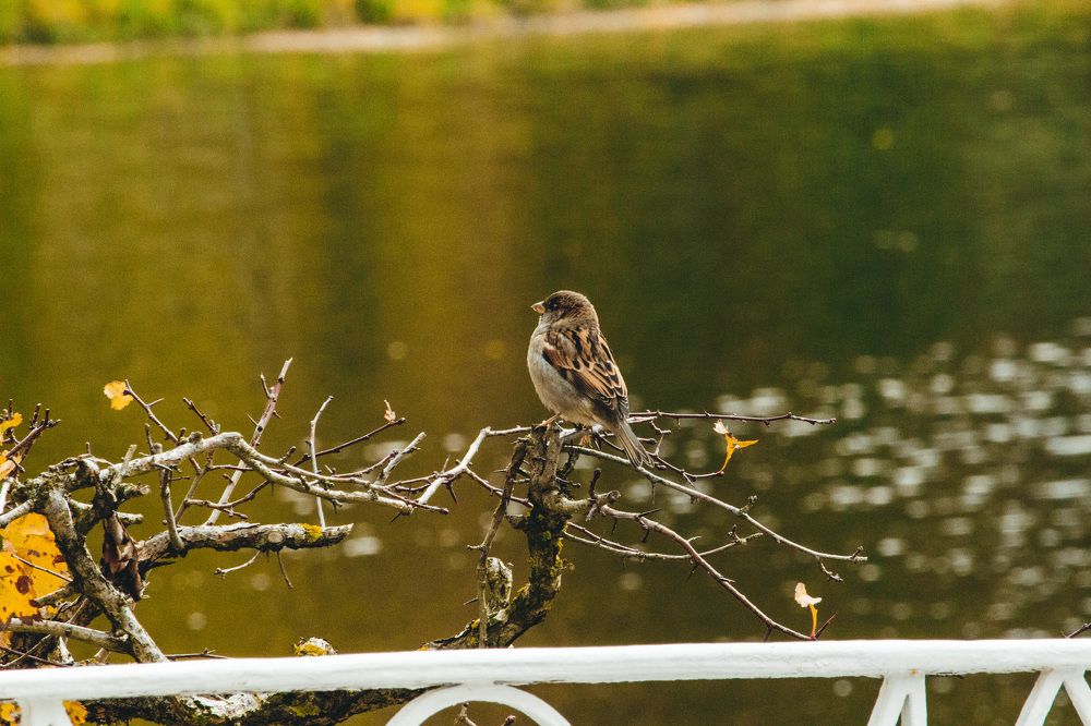 Photograph by Галчонок Ахмерова