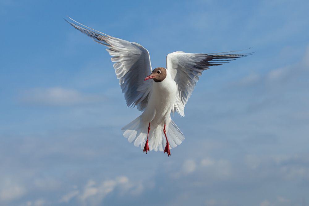 Photograph by Денис Дорошенко