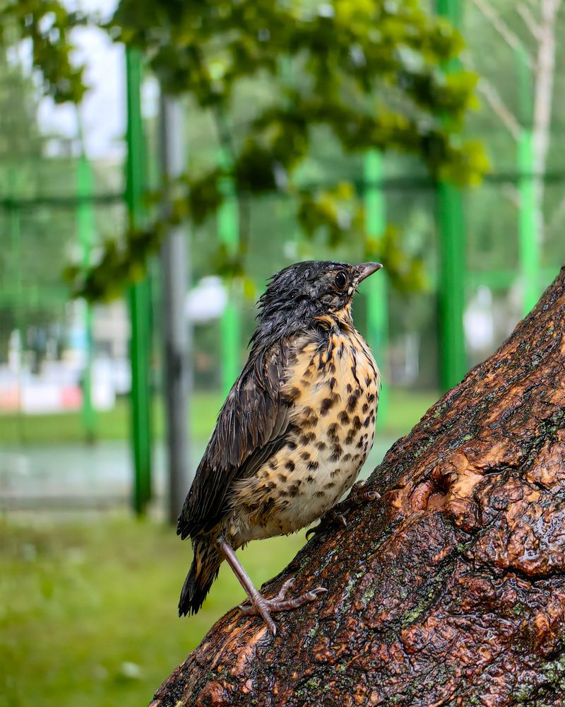 Photograph by Наталья Балабанова
