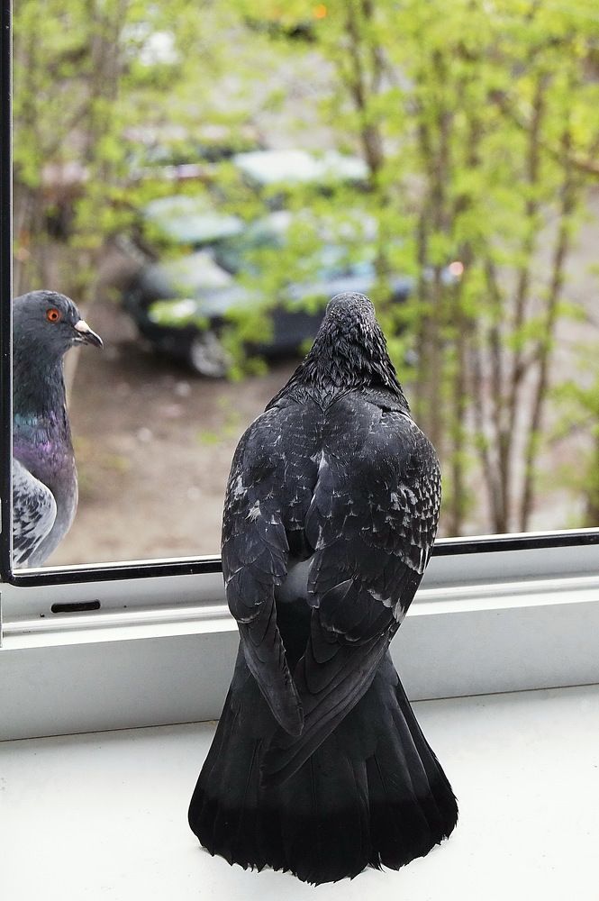 По обе стороны окна.