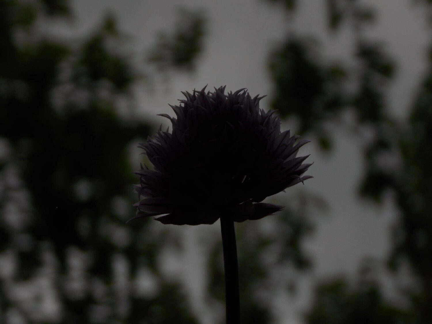 Photo #10882455