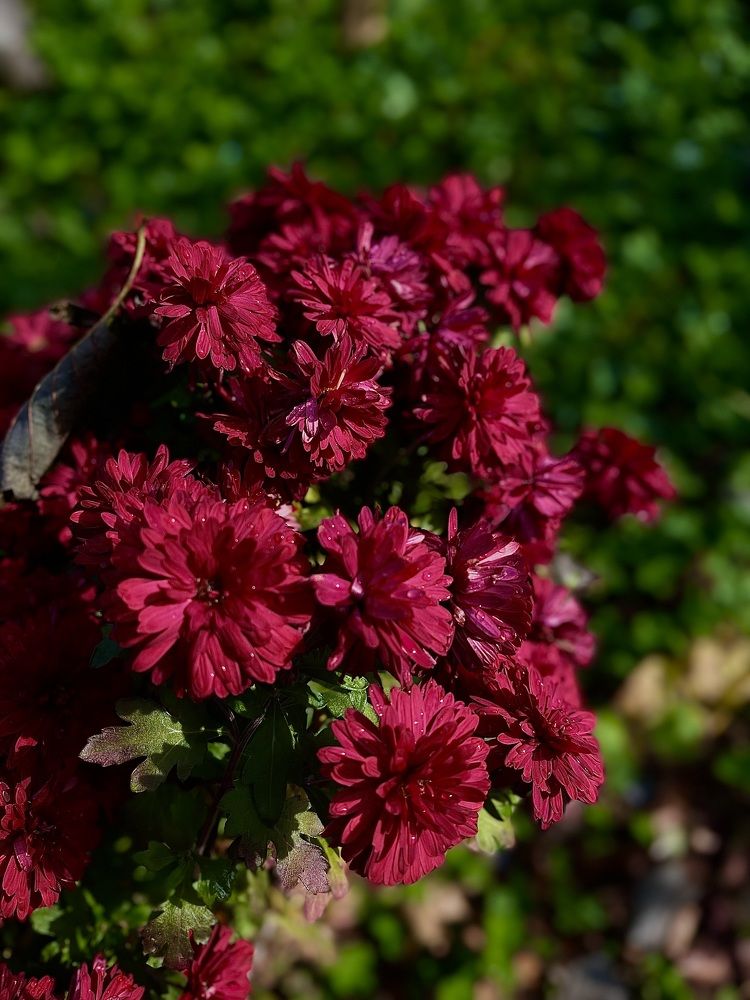 Фотография автора Елена Меньшикова