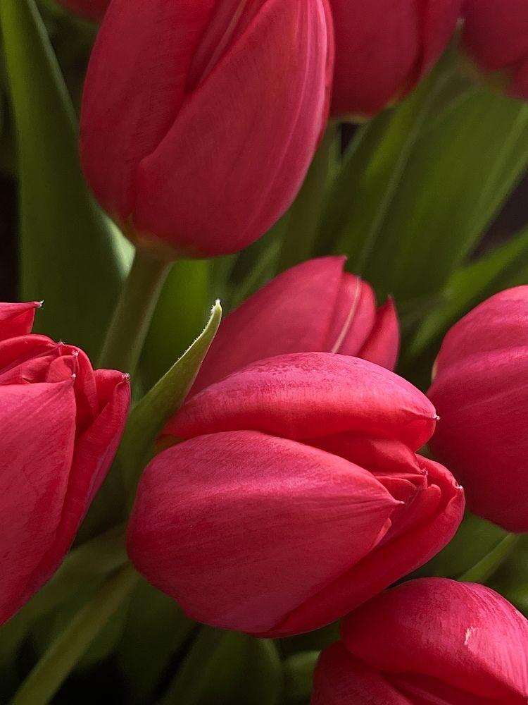 Фотография автора Елена Меньшикова