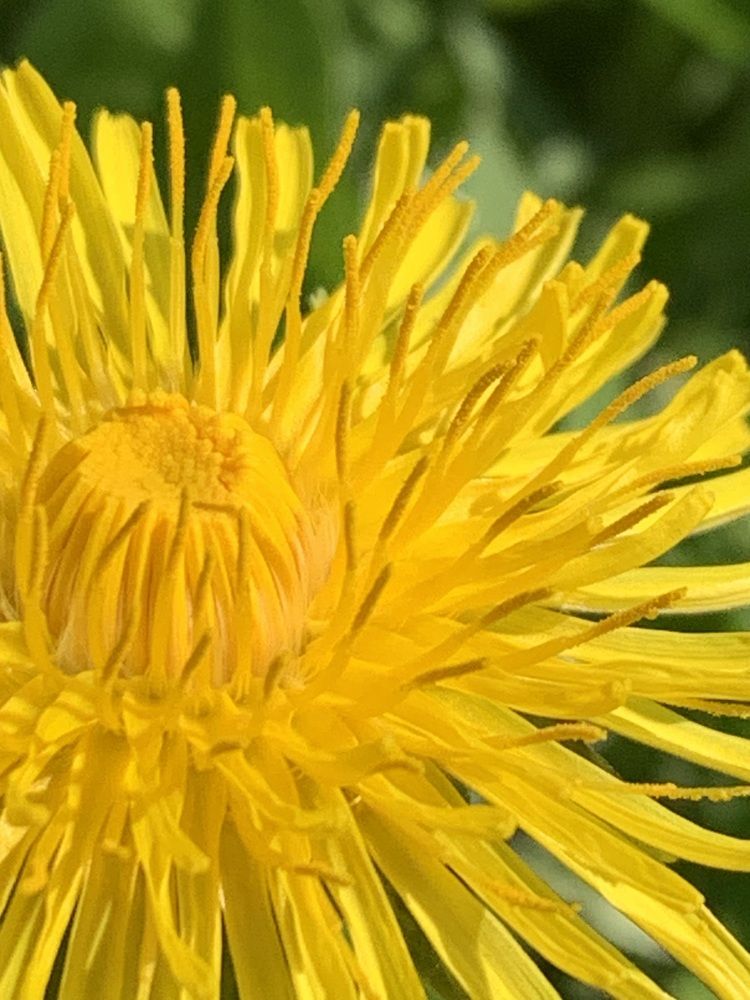 Фотография автора Ирина Шпаковская