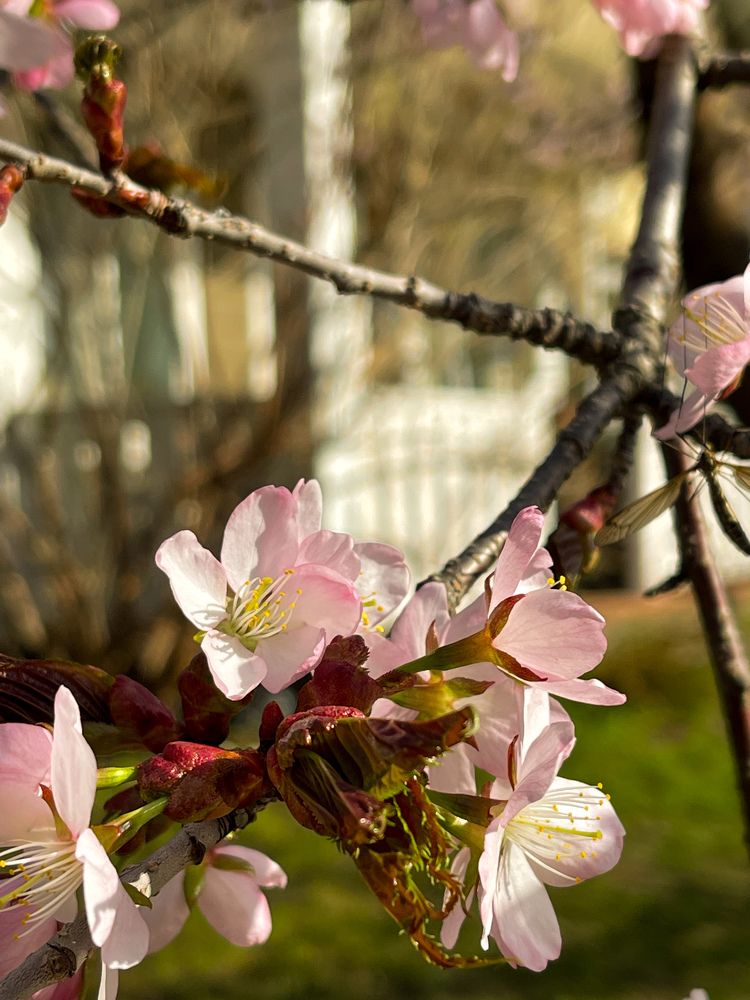 Фотография автора Елена Меньшикова