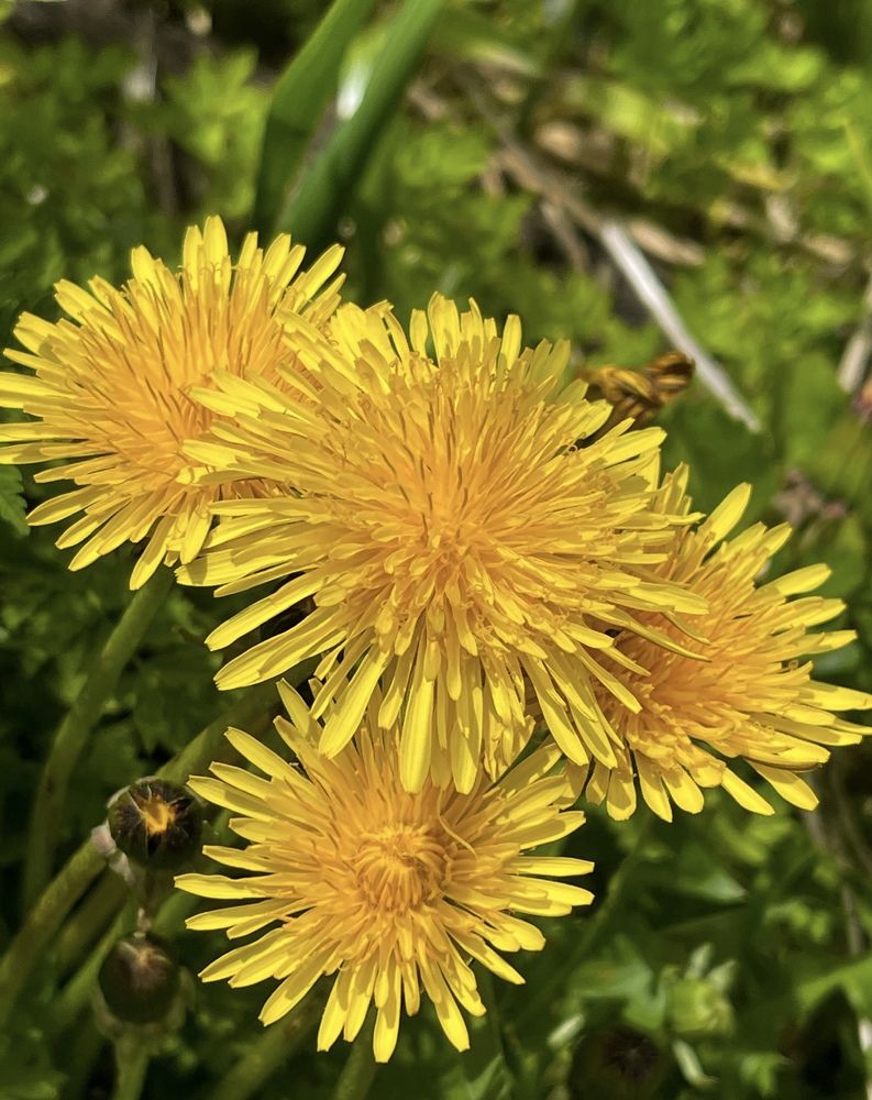Фотография автора Елена Меньшикова