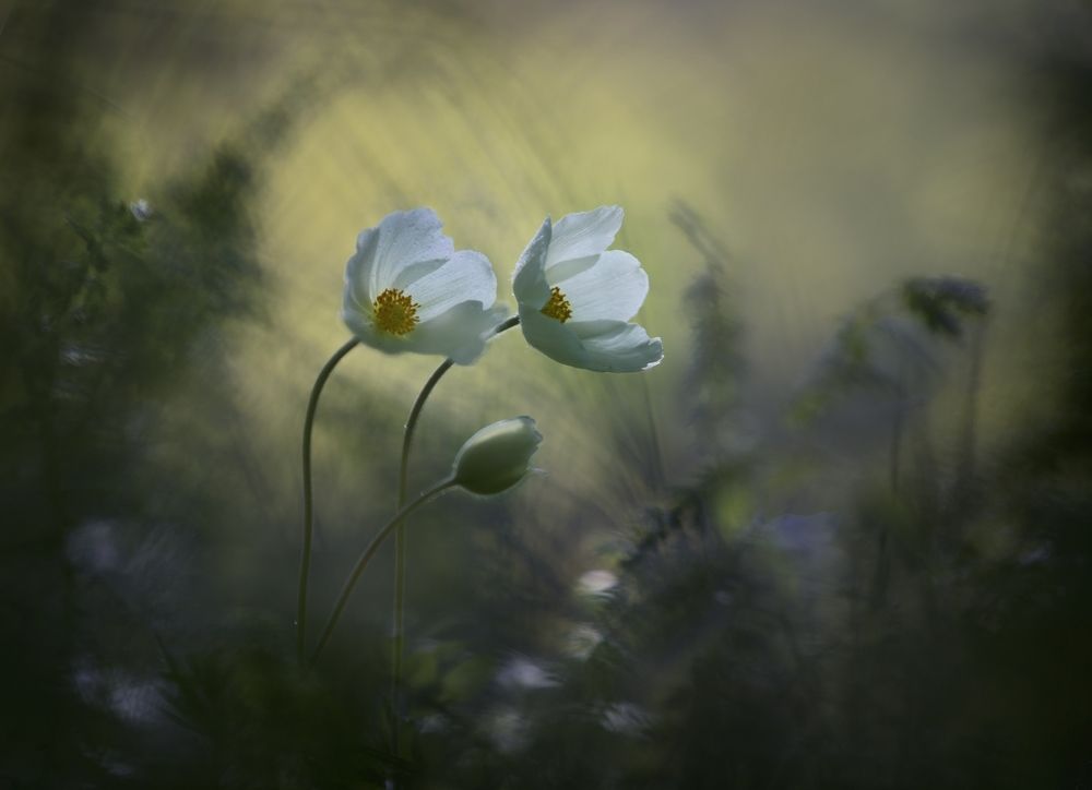 Photograph by Баранов Олег