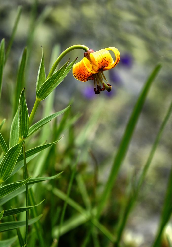 Photograph by Muzaffer Sütlüoğlu