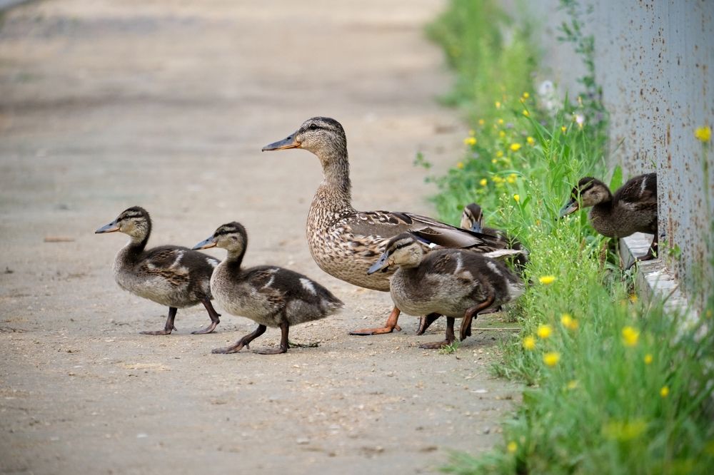 Photograph by Багурский Алексей
