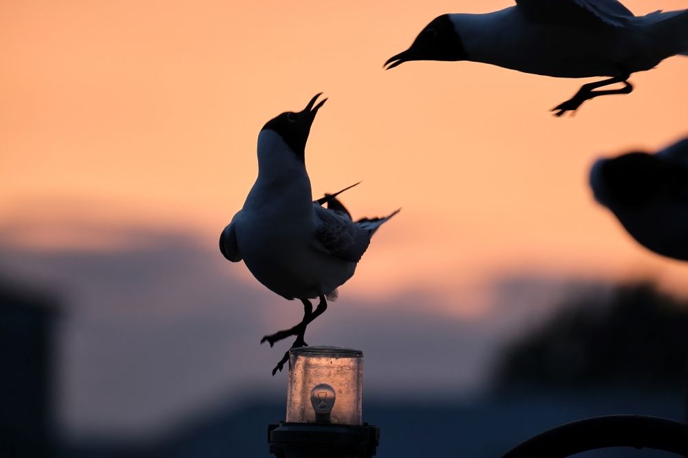 Photograph by Багурский Алексей