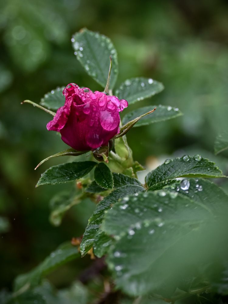 Фотография автора Надежда Барышева