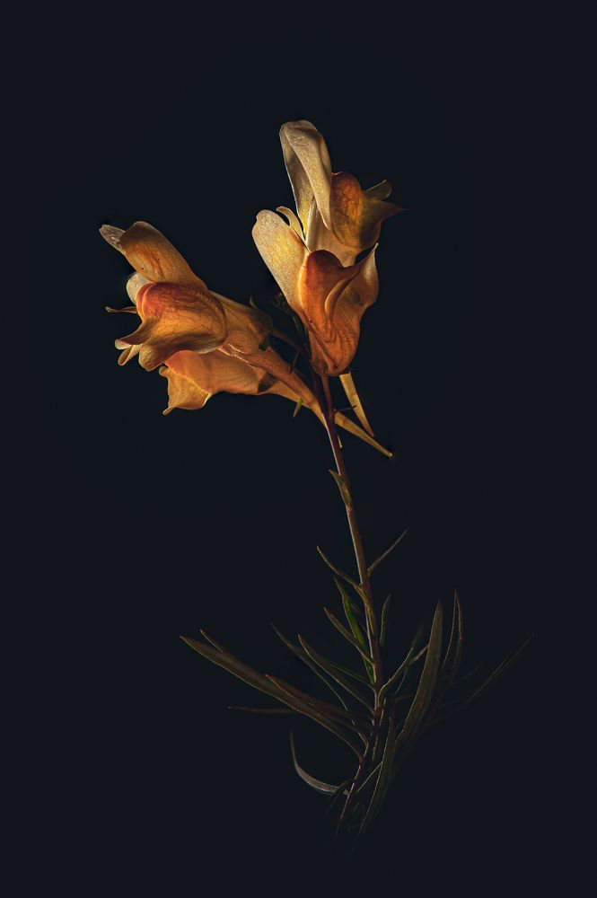 Photograph by Игорь Толкачев