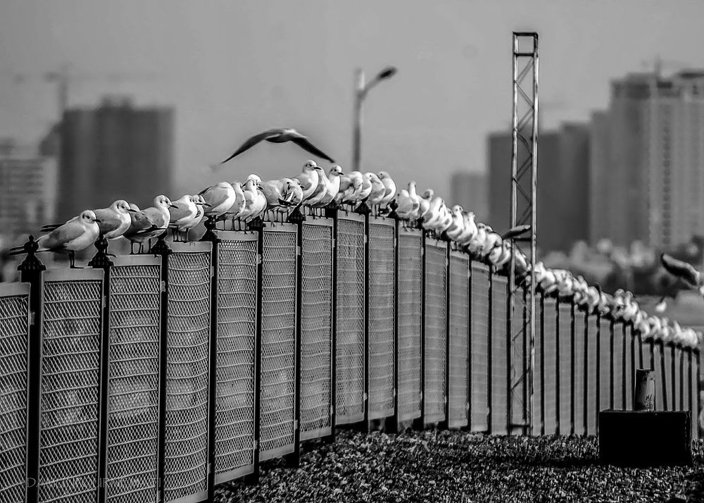 Photograph by DAMOUN POURNEMATI