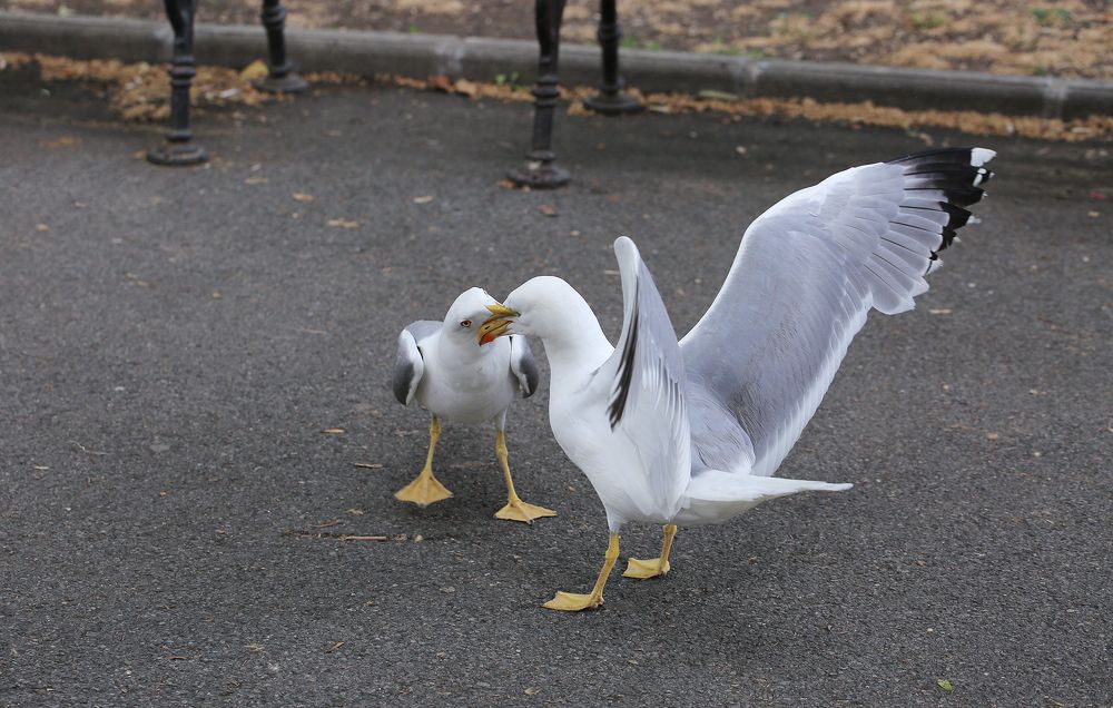 Метрвая хватка
