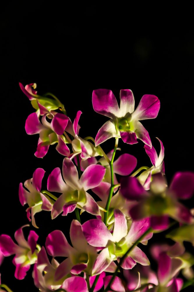 Photograph by DONG HAN CHIM